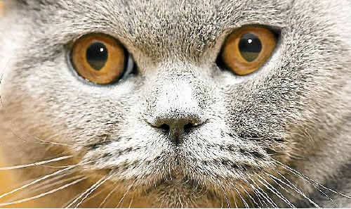 The severed tail of a beloved family cat was left at the front door. The severed tail of a beloved family cat was left at the front door.